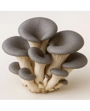 Ostra Gris - Micelio Líquido