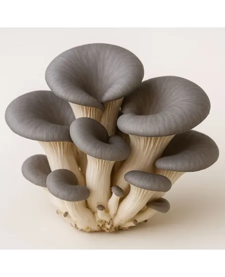 Ostra Gris - Micelio Líquido