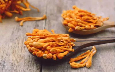 Cordyceps: El Hongo de la Energía y la Vitalidadf seasons earth dominion